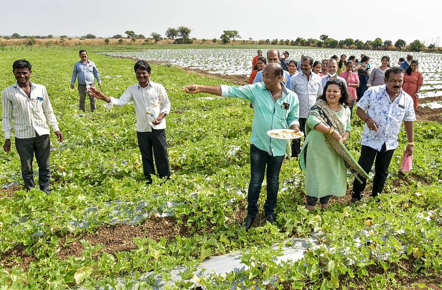 ಕಲಬುರ್ಗಿ ಜಿಲ್ಲೆಯ ಹುಣಸಗಿ ಹಡಗಿಲ್ ಗ್ರಾಮದ ಸತ್ಯನಾಥ್ ಶೆಟ್ಟಿ ಹಾಗೂ ಕುಟುಂಬದವರು ಎಳ್ಳ ಅಮಾವಾಸ್ಯೆ ಅಂಗವಾಗಿ ಸೌತೆಕಾಯಿ ಹೊಲದಲ್ಲಿ ಚರಗ ಚೆಲ್ಲಿದರು. ಪ್ರಜಾವಾಣಿ ಚಿತ್ರ: ಪ್ರಶಾಂತ್‌ ಎಚ್‌.ಜಿ.