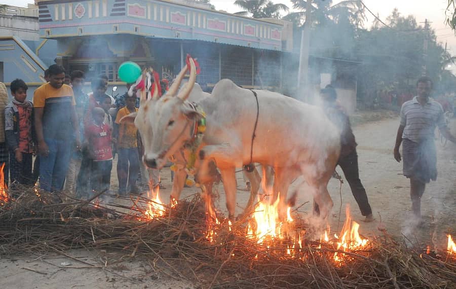ಮಕರ ಸಂಕ್ರಾಂತಿ ಹಬ್ಬದ ಅಂಗವಾಗಿ ಕೋಲಾರ ತಾಲ್ಲೂಕಿನ ಗದ್ದೆಕಣ್ಣೂರು ಗ್ರಾಮದಲ್ಲಿ ರೈತರು ಗುರುವಾರ ರಾಸುಗಳನ್ನು ಕಿಚ್ಚು ಹಾಯಿಸಿದರು.