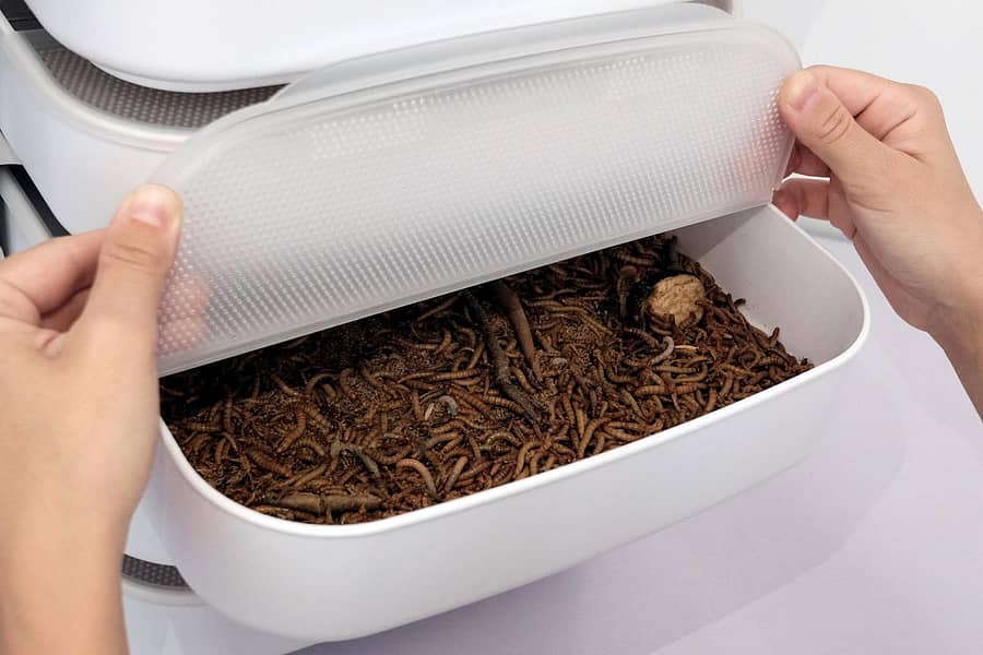 ಮೀಲ್ವರ್ಮ್ (ರಾಯಿಟರ್ಸ್ ಚಿತ್ರ)