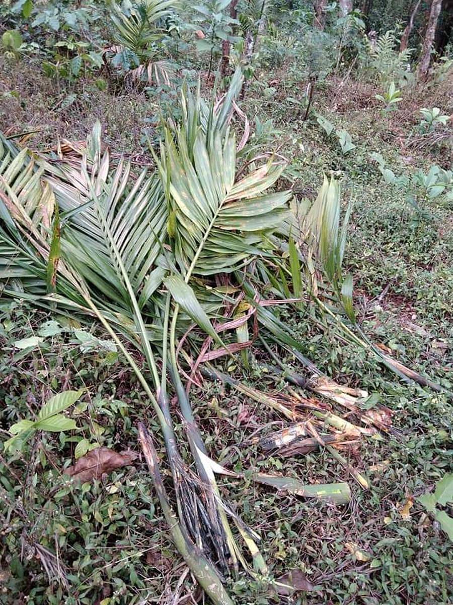 ಹಂದಿ ಕಾಟಕ್ಕೆ ನಾಶವಾದ ಅಡಿಕೆ ಸಸಿಗಳು
