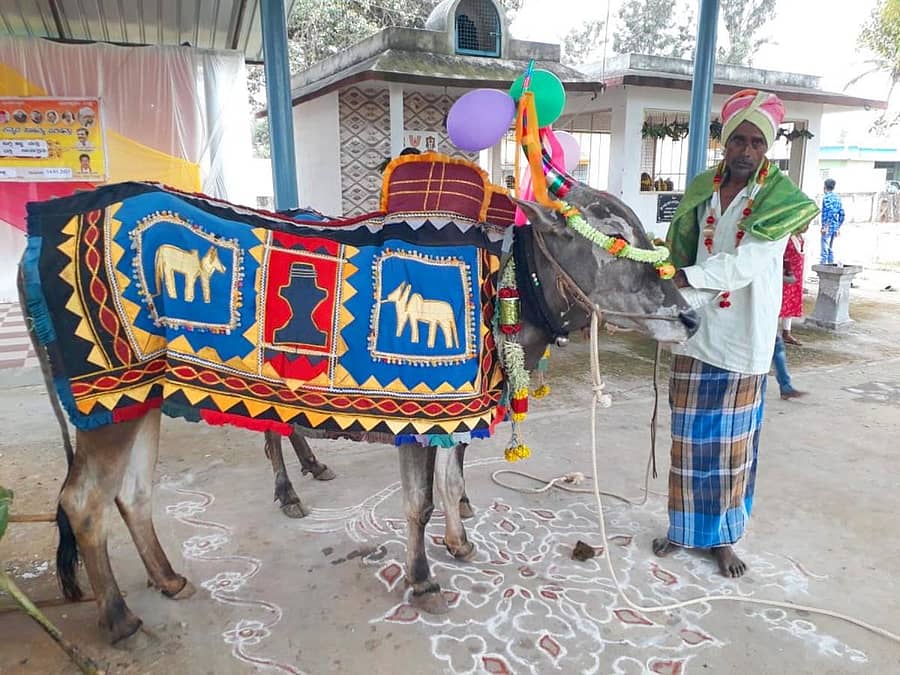 ಶಿಡ್ಲಘಟ್ಟ ತಾಲ್ಲೂಕಿನ ಹರಳಹಳ್ಳಿಯ ರೈತ ನಾರಾಯಣಸ್ವಾಮಿ ಅವರು ಸಂಕ್ರಾಂತಿ ಪ್ರಯುಕ್ತ ತಮ್ಮ ಎತ್ತುಗಳಿಗೆ ಬಣ್ಣಬಣ್ಣದ ಬುರುಕಾ ಹಾಕಿ ಸಿಂಗರಿಸಿರುವುದು
