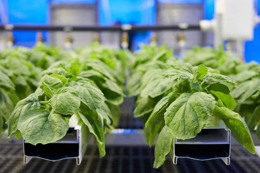 ನಿಕೋಟಿಯಾನಾ ಬೆಂಥಮಿನಿಯಾ