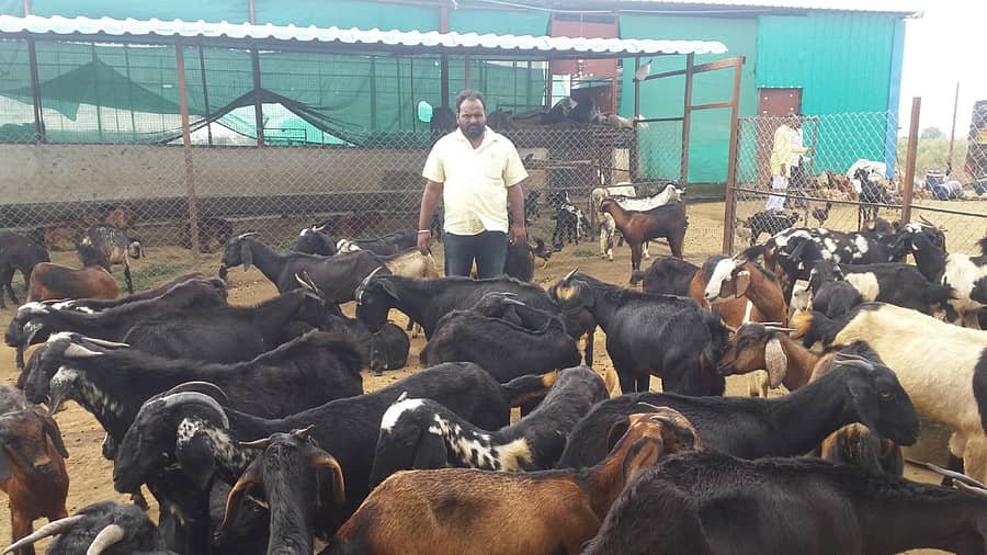 ಕಾಳಗಿ ತಾಲ್ಲೂಕಿನ ರಾಜಾಪುರ ಗ್ರಾಮದಲ್ಲಿ ಕುರಿಗಳೊಂದಿಗೆ ರೈತ ಶರಣರೆಡ್ಡಿ ಮಳಗಿ