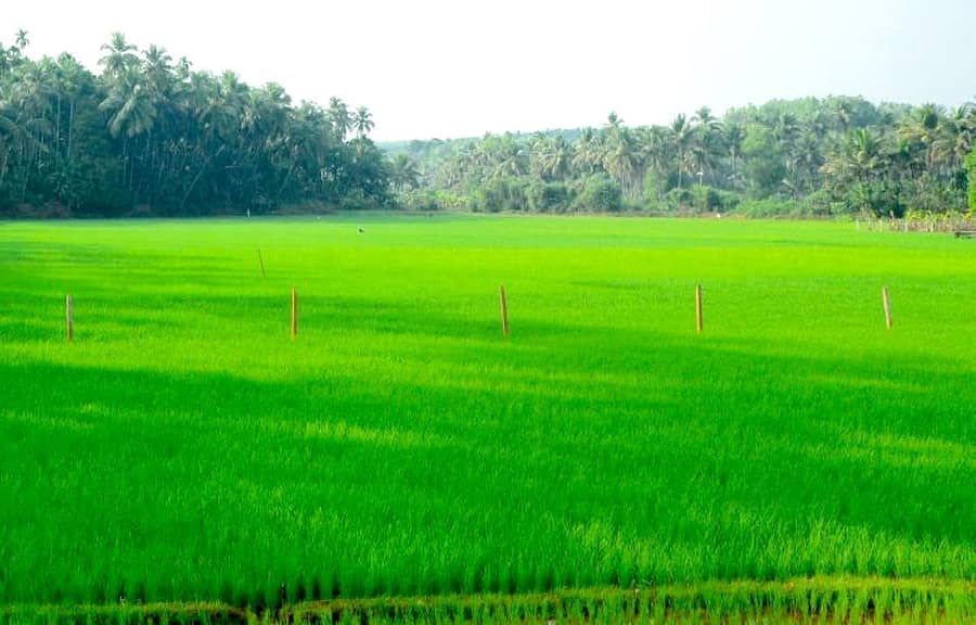 ಕುಮಟಾ ತಾಲ್ಲೂಕಿನ ಮೂರೂರಿನಲ್ಲಿ ಹಿಂಗಾರು ಭತ್ತದ ಗದ್ದೆ ನಳನಳಿಸುತ್ತಿದೆ