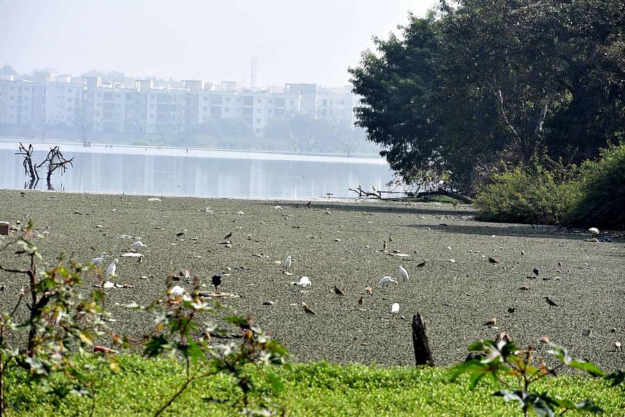 ಚಿಕ್ಕಬಾಣಾವರ ಕೆರೆಯಲ್ಲಿ ಕತ್ತೆ ಕಿವಿ ಬೆಳೆದಿರುವುದು