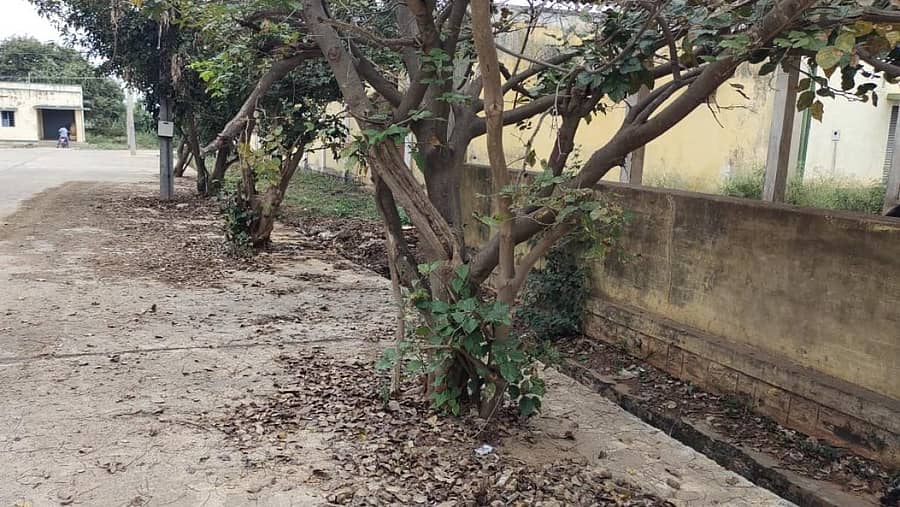 ಆರ್ಎಂಸಿ ತರಕಾರಿ ಮಾರುಕಟ್ಟೆಯಲ್ಲಿರುವ ಗಿಡಗಳ ಬುಡಗಳಲ್ಲಿ ನೀರು ಇಂಗುವುದಕ್ಕೆ ಜಾಗವೇ ಇಲ್ಲ