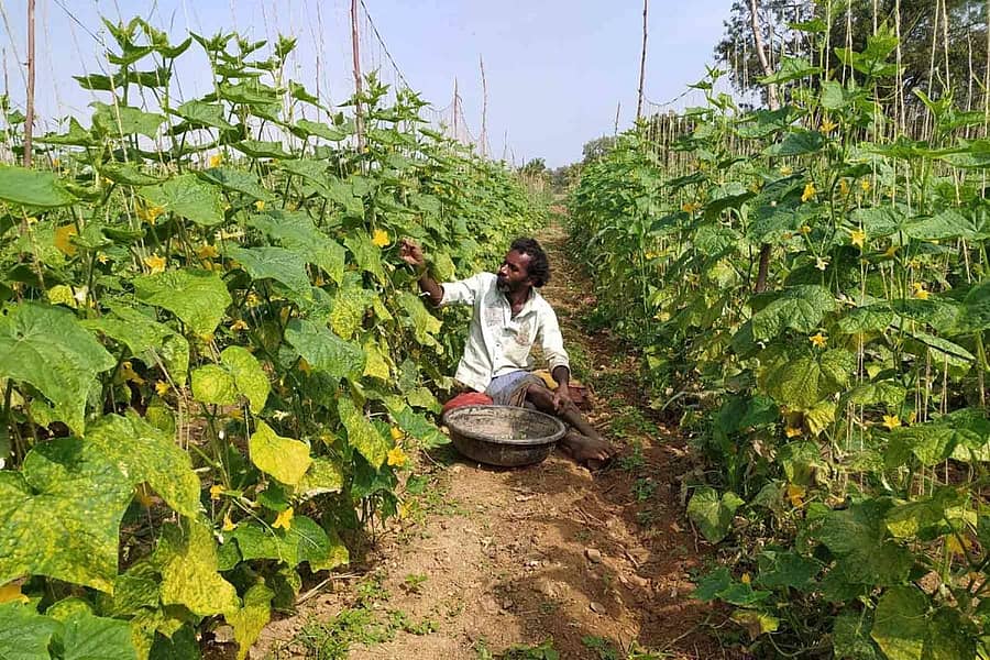 ಬಾಲಣ್ಣ ಅವರ ಆರೈಕೆಯಲ್ಲಿ ಎರಡು ಎಕರೆ ಜಮೀನಿನಲ್ಲಿ ಹುಲುಸಾಗಿ ಬೆಳೆದಿರುವ ಸೌತೆಕಾಯಿ ಬಳ್ಳಿ