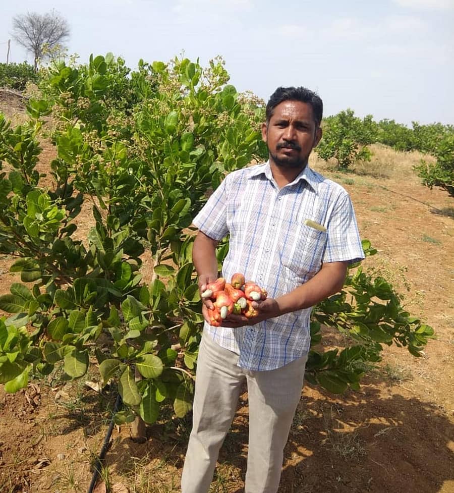 ತಮ್ಮ ಜಮೀನಿನಲ್ಲಿ ಬೆಳೆದ ಗೇರು ಬೆಳೆಯೊಂದಿಗೆ ಅನಂತಪ್ಪ ರಾಥೋಡ್