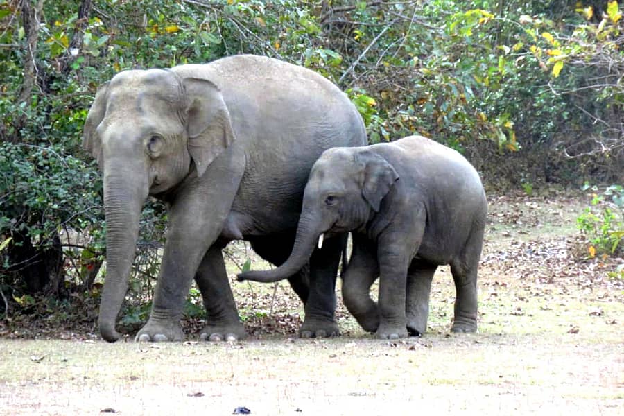 ಆನೆಗಳು–ಸಾಂದರ್ಭಿಕ ಚಿತ್ರ