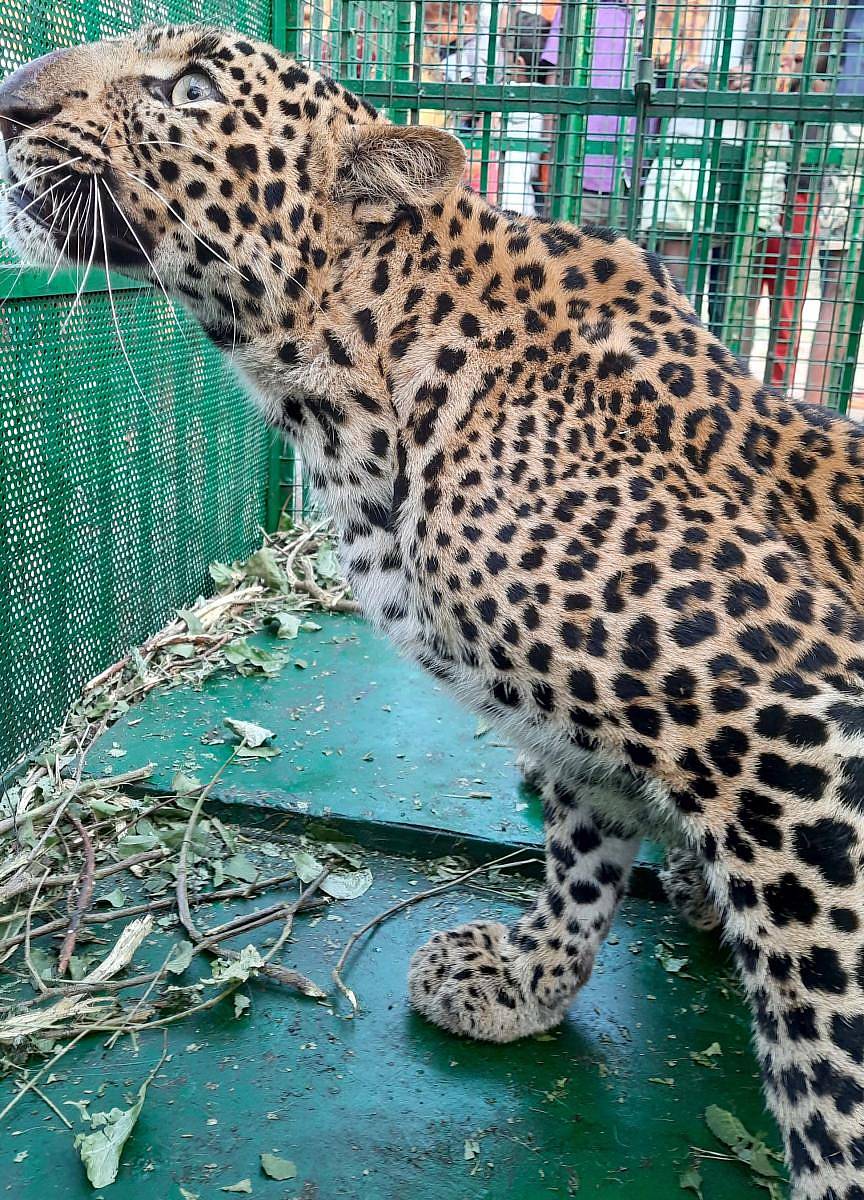 ಕಂಪ್ಲಿ ತಾಲ್ಲೂಕು ದೇವಲಾಪುರ ಗ್ರಾಮದ ಮದ್ದಿನ ಮನೆ ಬಳಿ ಅರಣ್ಯ ಇಲಾಖೆ ಅಳವಡಿಸಿದ್ದ ಬೋನಿನಲ್ಲಿ ಶನಿವಾರ ನಸುಕಿನಲ್ಲಿ ಚಿರತೆ ಸೆರೆಯಾಗಿದೆ