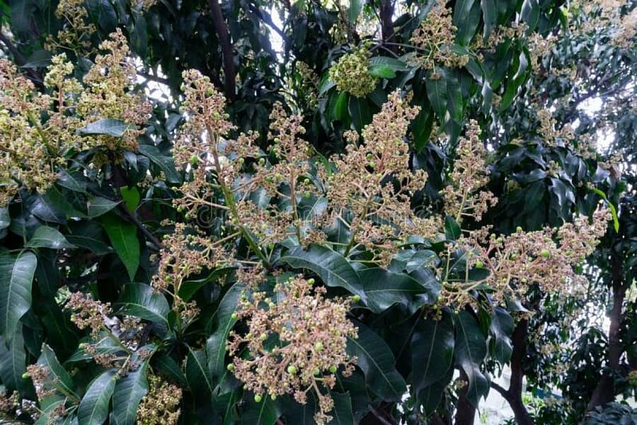 ಹೂ ಬಿಟ್ಟ ಮಾವಿನ ಮರ