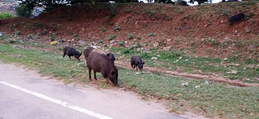 ಹಂದಿಗಳನ್ನು ಎಲ್ಲೆಂದರಲ್ಲಿ ಬಿಡುವುದರಿಂದ ಸಾರ್ವಜನಿಕರಿಗೆ ತೊಂದರೆಯಾಗುತ್ತಿದೆ