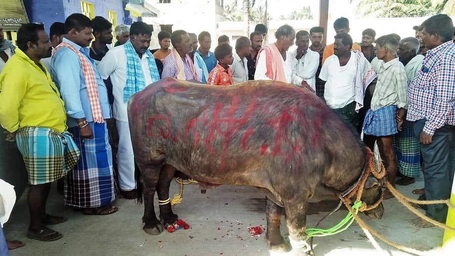 ಸಾಸ್ವೆಹಳ್ಳಿ ಕೋಟೆ ಆಂಜನೇಯ ಸ್ವಾಮಿ ದೇವಸ್ಥಾನದಲ್ಲಿ ಕೋಣಕ್ಕಾಗಿ ವಾದ ವಿವಾದ ನಡೆಸುತ್ತಿರುವ ಮರಿಕೊಂಡನಹಳ್ಳಿ ಮತ್ತು ಜಂಬರಗಟ್ಟೆ ಗ್ರಾಮಸ್ಥರು.