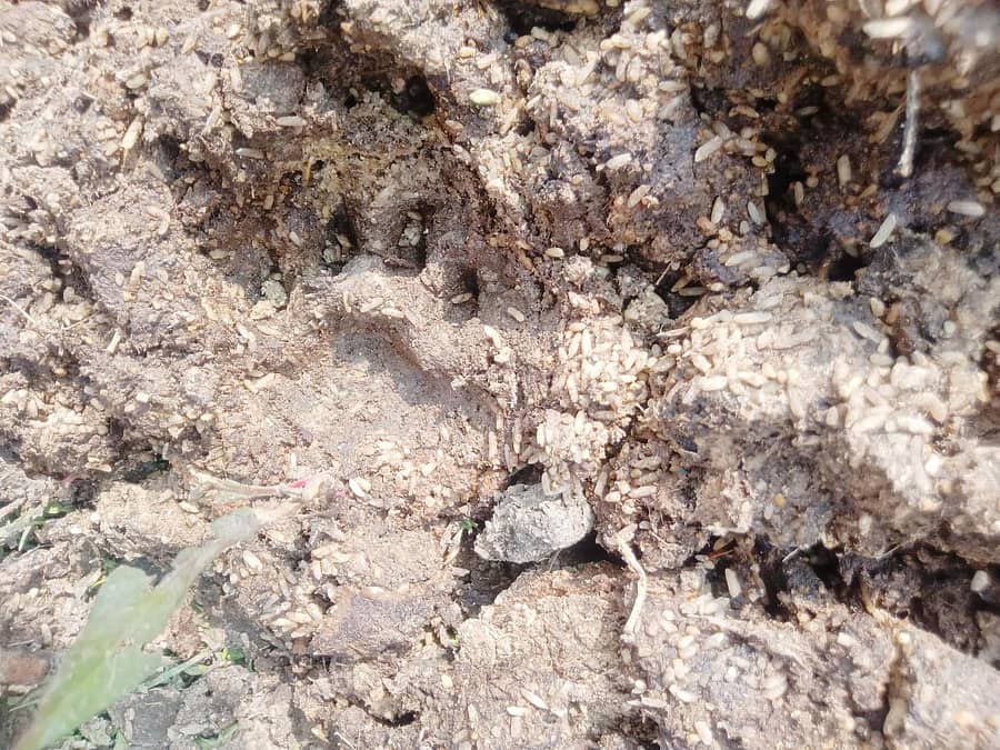 ಚಿರತೆಯ ಹೆಜ್ಜೆ ಗುರುತು