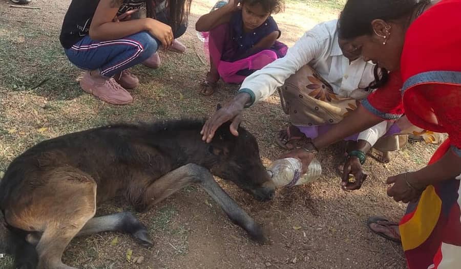 ಚಿರತೆ ದಾಳಿಗೆ ಗಾಯಗೊಂಡ ಕುದುರೆ ಮರಿಗೆ ಉಪಚರಿಸುತ್ತಿರುವ ಜನ