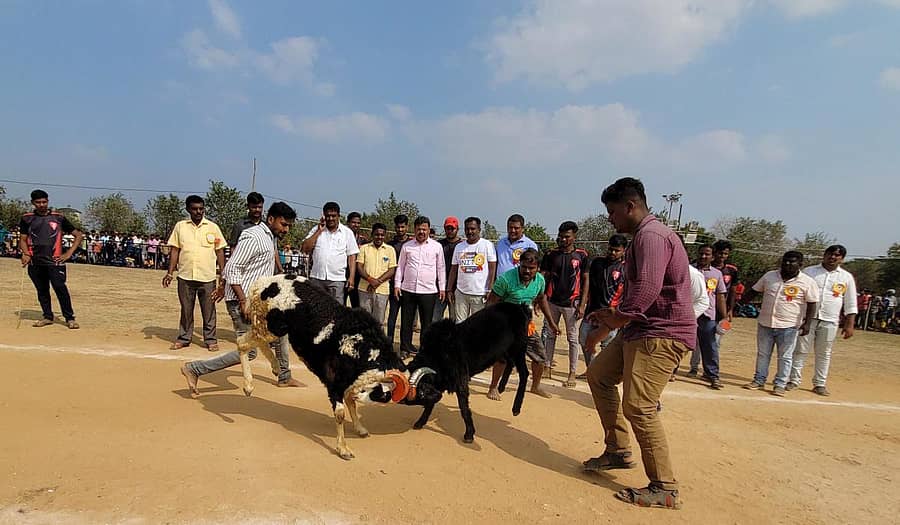 ಹೊನ್ನಾಳಿಯಲ್ಲಿ ಭಾನುವಾರ ಶಾಸಕ ಎಂ.ಪಿ. ರೇಣುಕಾಚಾರ್ಯ ರಾಜ್ಯಮಟ್ಟದ ಕುರಿಕಾಳಗಕ್ಕೆ ಚಾಲನೆ ನೀಡಿದರು