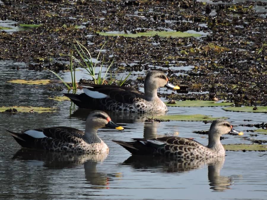 ಹೇಮಾವತಿ ಹಿನ್ನೀರಿನಲ್ಲಿ ಬಾರ್ ಹೆಡ್ಡೆಡ್ ಗೂಸ್ ಚಿತ್ರ: ಬಿ.ಎಸ್‌. ದೇಸಾಯಿ