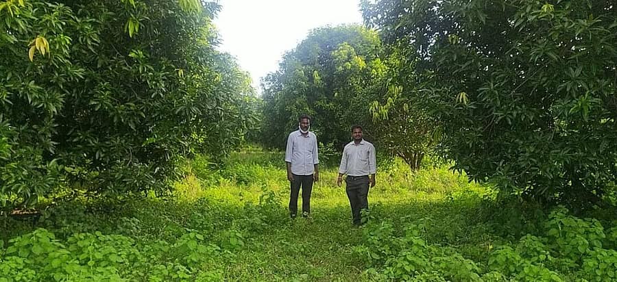 ಯಾದಗಿರಿ ತಾಲ್ಲೂಕಿನ ಬೆಳೆಗೇರಾ ಗ್ರಾಮದ ದುರ್ಗಪ್ಪ ಭೀಮಶೆಪ್ಪ ಜಮೀನಿನಲ್ಲಿ ಬೆಳೆದಿರುವ ಮಾವು