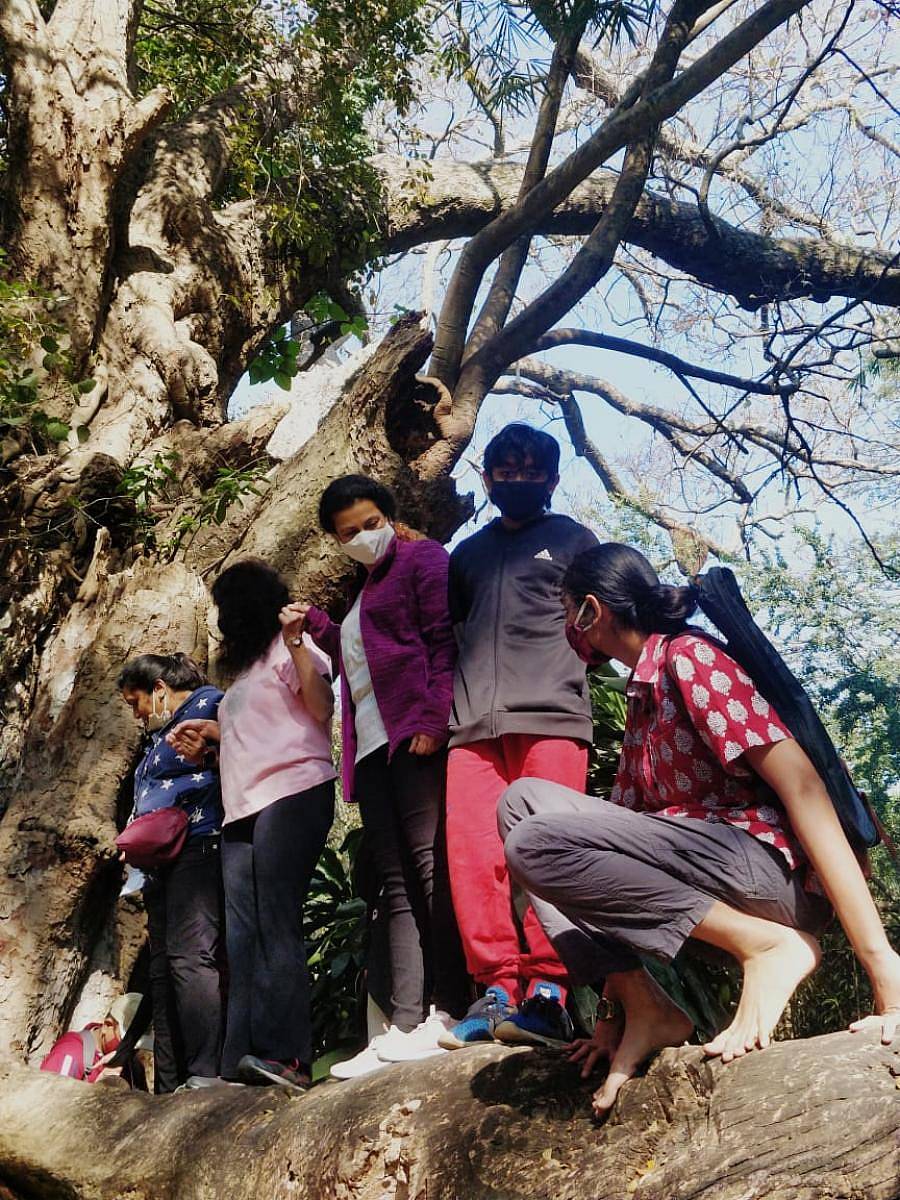 ಕಬ್ಬನ್ ಉದ್ಯಾನದ ಪಾರಂಪರಿಕ ಮರಗಳ ಬಗ್ಗೆ ಮಾಹಿತಿ ಪಡೆದ ಯುವಜನರು