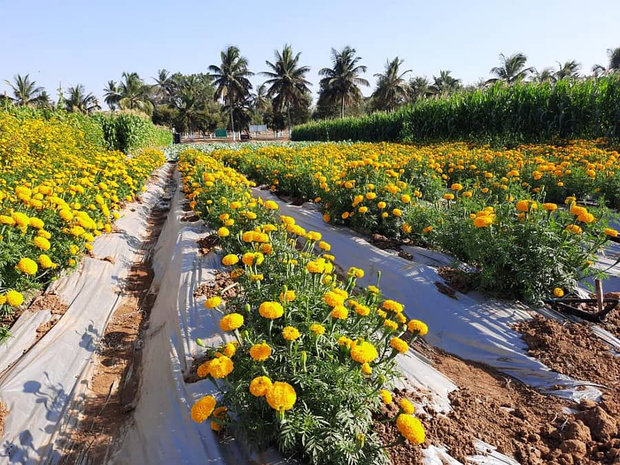 ‘ರಾಷ್ಟ್ರೀಯ ತೋಟಗಾರಿಕೆ ಮೇಳ’ಕ್ಕಾಗಿ ಐಐಎಚ್‌ಆರ್ ಆವರಣದಲ್ಲಿ ಸಿದ್ಧಗೊಂಡಿರುವ ನೂತನ ತಳಿಗಳ ಪ್ರಾತ್ಯಕ್ಷಿಕೆಗಳು