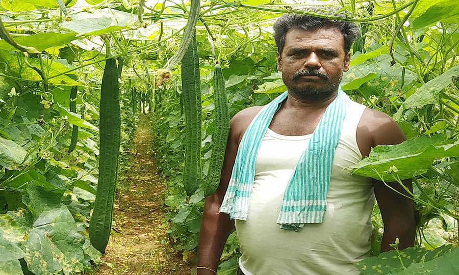 ಮಾಲೂರು ತಾಲ್ಲೂಕು ಹುಳದೇನಹಳ್ಳಿ ಗ್ರಾ. ಪಂ.ವ್ಯಾಪ್ತಿಯ ದಿನ್ನೇರಿ ಹಾರೋಹಳ್ಳಿ ಗ್ರಾಮದ ರೈತ ನಾರಾಯಣಸ್ವಾಮಿ ತಮ್ಮ ಕೃಷಿ ಭೂಮಿಯಲ್ಲಿ ಬೆಳೆದಿರುವ ಹಿರೇಕಾಯಿ ಬೆಳೆ ನಳನಳಿಸುತ್ತಿರುವುದು ಹಾಗೂ ಬೆಳೆಯನ್ನು ಕಟಾಗುಡ್ ಗುಡ್ಡೆ ಹಾಕುತ್ತಿರುವುದು