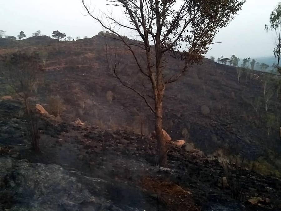 ಶ್ರೀರಂಗಪಟ್ಟಣ ತಾಲ್ಲೂಕಿನ ಕರಿಘಟ್ಟ ಪ್ರಕೃತಿ ತಾಣಕ್ಕೆ ಸೋಮವಾರ ಮಧ್ಯಾಹ್ನ ಬೆಂಕಿ ಬಿದ್ದಿದ್ದು, ಹತ್ತಾರ ಎಕರೆ ಅರಣ್ಯ ಸುಟ್ಟು ಹೋಗಿದೆ