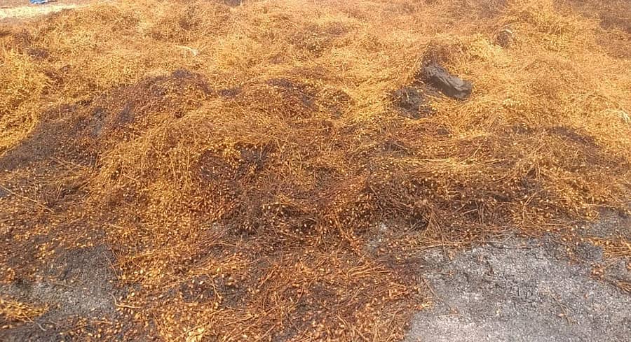 ಚಿತ್ತಾಪುರ ತಾಲ್ಲೂಕಿನ ಹೊಸೂರು ಗ್ರಾಮದ ಭೀಮಣ್ಣ ಹಣಮಂತ ಸೀಭಾ ಅವರ ಹೊಲದಲ್ಲಿ ಸಂಗ್ರಹಿಸಿಟ್ಟಿದ್ದ ಕಡಲೆ ಬೆಳೆ ಬೆಂಕಿಗೆ ಆಹುತಿಯಾಗಿರುವುದು