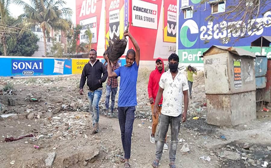 ಕಲಬುರ್ಗಿಯಲ್ಲಿ ಮಂಗಳವಾರ ಬಿಡಾಡಿ ಹಂದಿಗಳನ್ನು ಸ್ಥಳಾಂತರಿಸಲಾಯಿತು