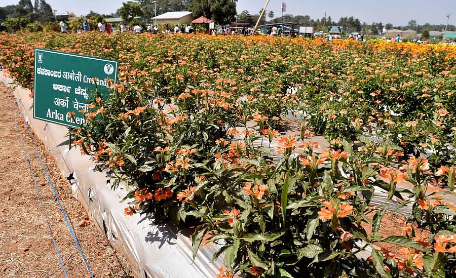 ಅರ್ಕಾ ಚೆನ್ನ ಕನಕಾಂಬರ ಹೂವು