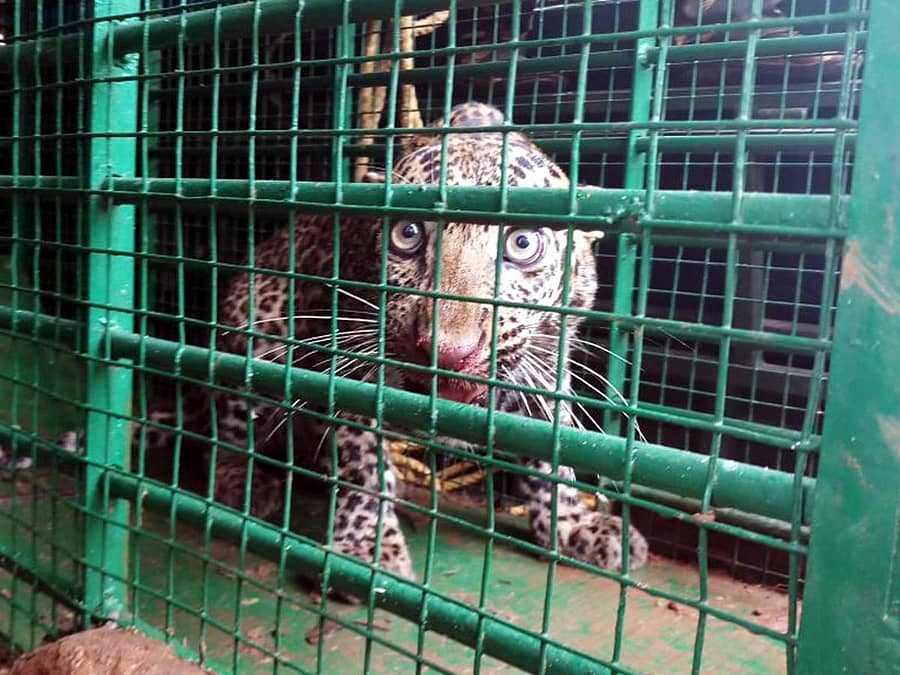ಬೋನಿಗೆ ಬಿದ್ದ ಚಿರತೆ