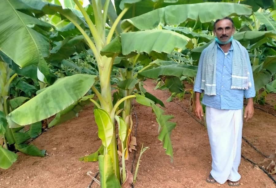 ಸಾವಯವ ಕೃಷಿಯಲ್ಲಿ ಬೆಳೆದ ಬಾಳೆ ಗಿಡದೊಂದಿಗೆ ರೈತ ಶಿವನಂಜೇಗೌಡ