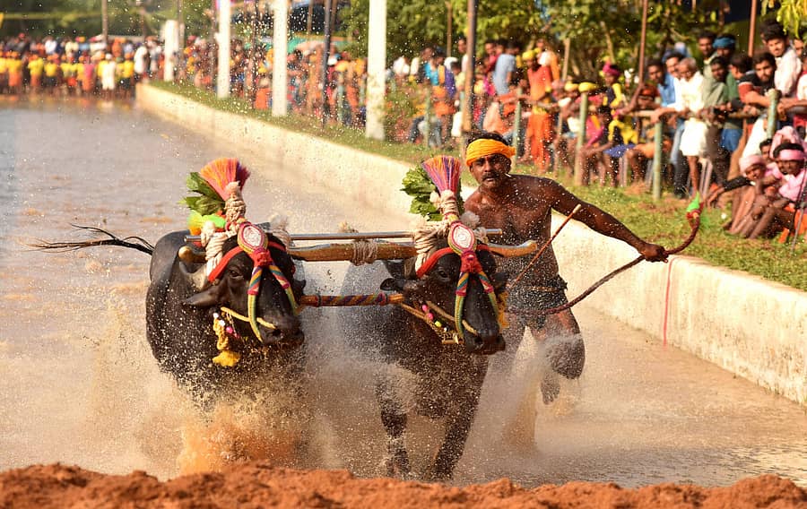ಮಂಗಳೂರು ನಗರ ಹೊರವಲಯದ ವಾಮಂಜೂರು ತಿರುವೈಲು ‘ಸಂಕುಪೂಂಜ- ದೇವುಪೂಂಜ’ ಜೋಡುಕರೆ ಕಂಬಳದ ನೋಟ–ಪ್ರಜಾವಾಣಿ ಚಿತ್ರ/ ಗೋವಿಂದರಾಜ ಜವಳಿ