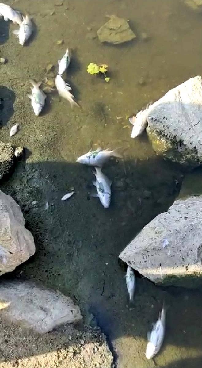 ಕೊಕ್ಕನಘಟ್ಟ ಕೆರೆಯಲ್ಲಿ ಸಾವಿಗೀಡಾಗಿರುವ ಮೀನುಗಳು.