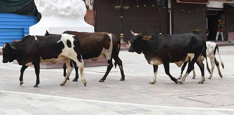 ಹಸುಗಳು