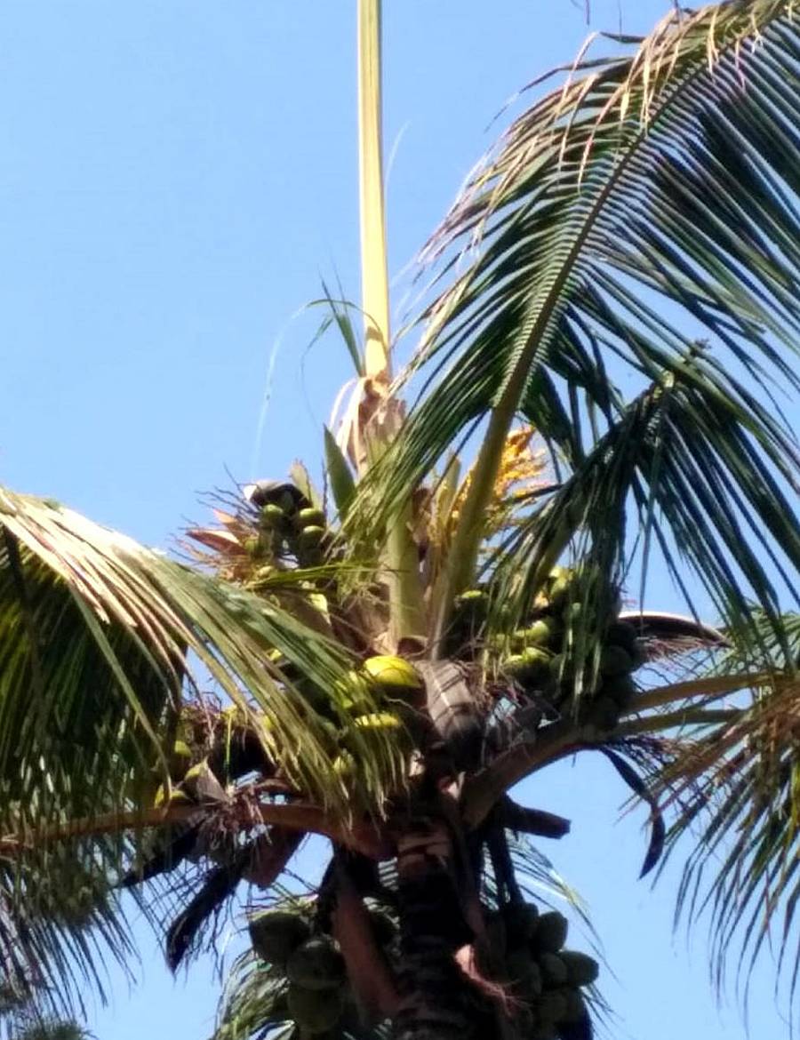 ಗರಿ ಕತ್ತರಿಸಲಾಗಿರುವ ತೆಂಗಿನ ಮರಗಳು