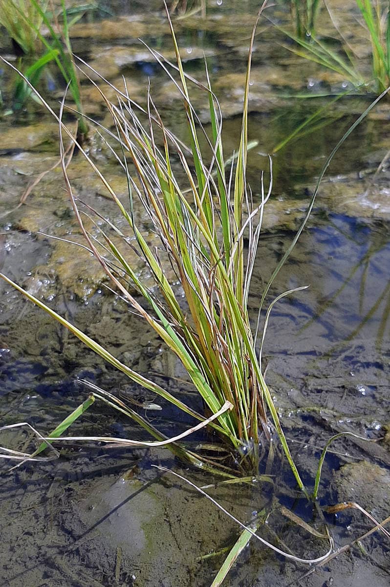 ದಾವಣಗೆರೆ ಜಿಲ್ಲೆಯಲ್ಲಿ ಭತ್ತದ ಬೆಳೆಗೆ ಎಲೆ ಕವಚ ಒಣಗುವ ರೋಗ ಕಾಣಿಸಿಕೊಂಡಿರುವುದು.