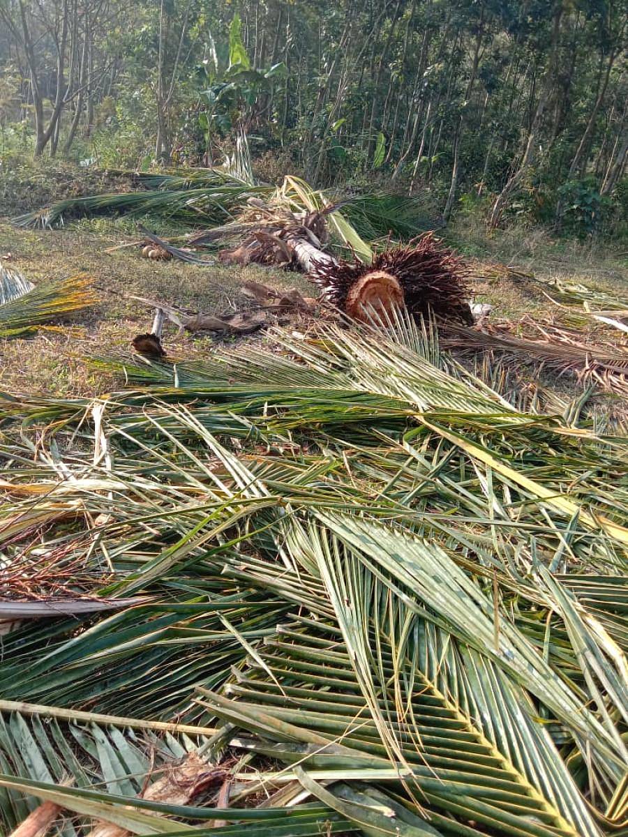 ಕಾಡಾನೆ ದಾಳಿಯಿಂದ ತೆಂಗಿನ ಮರ ಬುಡಸಮೇತ ಉರುಳಿ ಬಿದ್ದಿರುವುದು