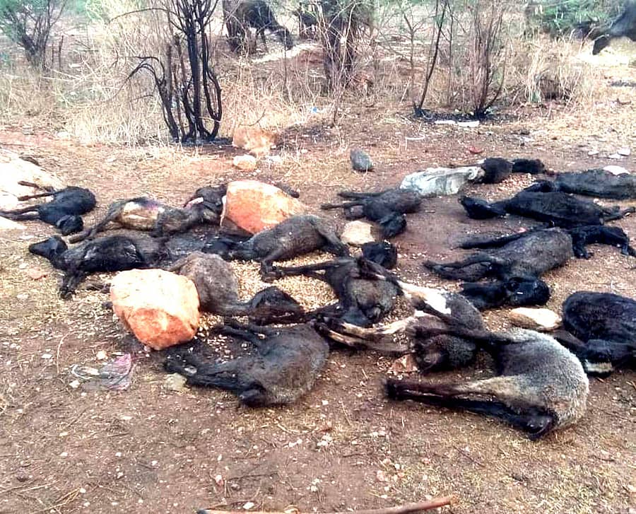 ನಾಯಕನಹಟ್ಟಿ ಹೋಬಳಿಯ ಬತ್ತಯ್ಯನಹಟ್ಟಿ ಗ್ರಾಮದಲ್ಲಿ ಗುರುವಾರ ರಾತ್ರಿ ಸುರಿದ ಮಳೆಗೆ 30ಕ್ಕೂ ಹೆಚ್ಚು ಕುರಿಗಳು ಮೃತಪಟ್ಟಿವೆ.