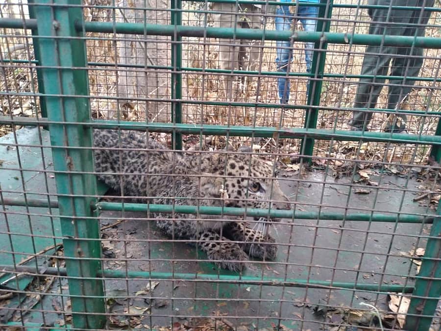 ಬೋನಿನಲ್ಲಿ ಸೆರೆಯಾಗಿರುವ ಚಿರತೆ