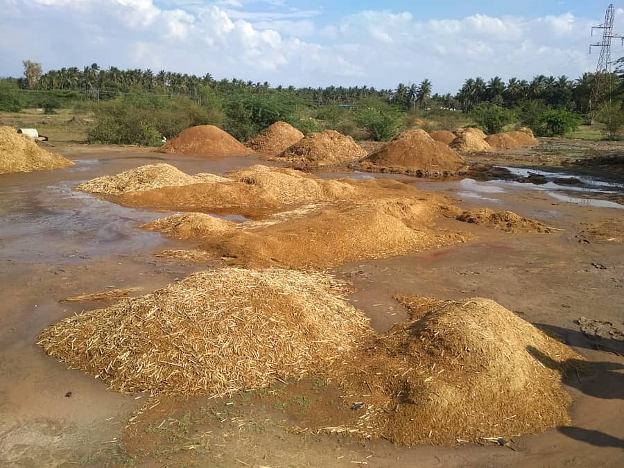 ಬೀರೂರು ಭಾಗದ ಕಣಗಳಿಗೆ ನೀರು ರಾಗಿ ಗುಡ್ಡೆಗಳು ತೊಯ್ದಿರುವುದು.