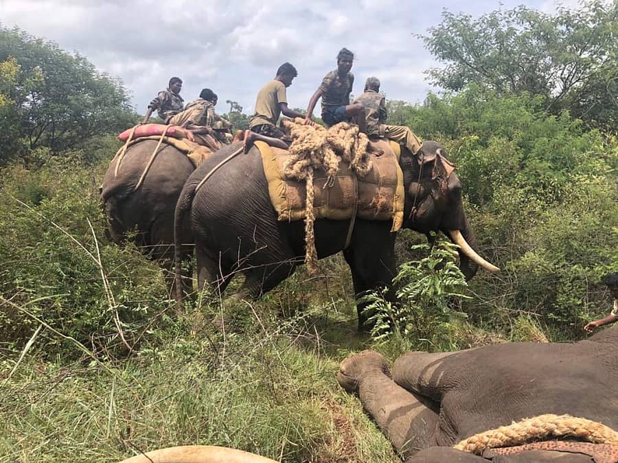 ಸಾತನೂರು–ಚನ್ನಪಟ್ಟಣ ವಲಯದಲ್ಲಿ ಈಚೆಗೆ ನಡೆದ ಆನೆ ಸೆರೆ ಕಾರ್ಯಾಚರಣೆ