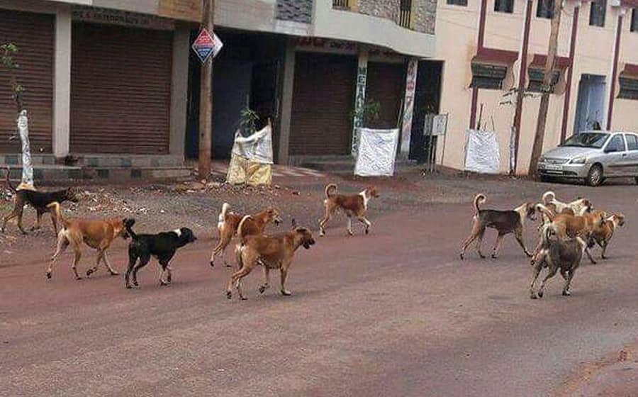 ಬೀದರ್ನ ಓಲ್ಡ್ಸಿಟಿಯ ನೂರು ಹಾಸಿಗೆಗಳ ತಾಯಿ, ಮಗು ಆಸ್ಪತ್ರೆ ಸಮೀಪದ ರಸ್ತೆಯಲ್ಲಿ ಕಂಡು ಬಂದ ನಾಯಿಗಳ ಹಿಂಡು
