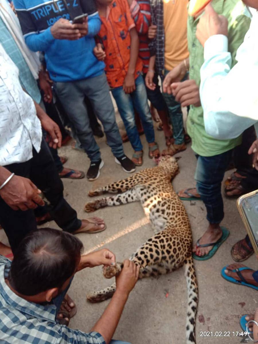 ಗ್ರಾಮಸ್ಥರು ಕೊಂದು ಹಾಕಿರುವ ಚಿರತೆ