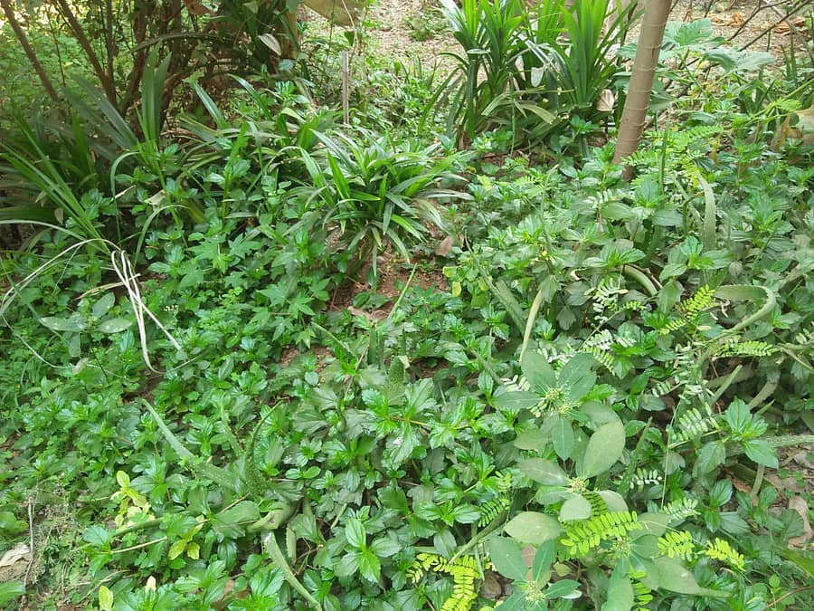 ಚಿಕ್ಕೋಡಿಯ ಸಾರ್ವಜನಿಕ ಆಸ್ಪತ್ರೆ ಆವರಣದ ಆಯುರ್ವೇದ ಸಸಿಗಳನ್ನು ಬೆಳೆಸಿರುವುದು