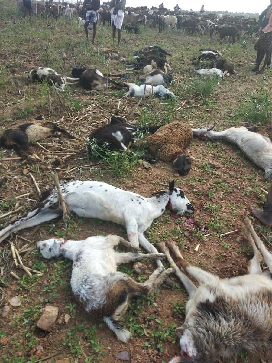 ಯರೇಹಳ್ಳಿಯಲ್ಲಿ ಕುರಿಗಳು ಮೃತಪಟ್ಟಿರುವುದು.