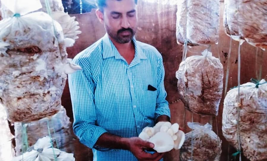 ಅಣಬೆ ಕಟಾವಿನಲ್ಲಿ ನಿರತರಾದ ಕಿರಣ್ ನಾಯ್ಕ