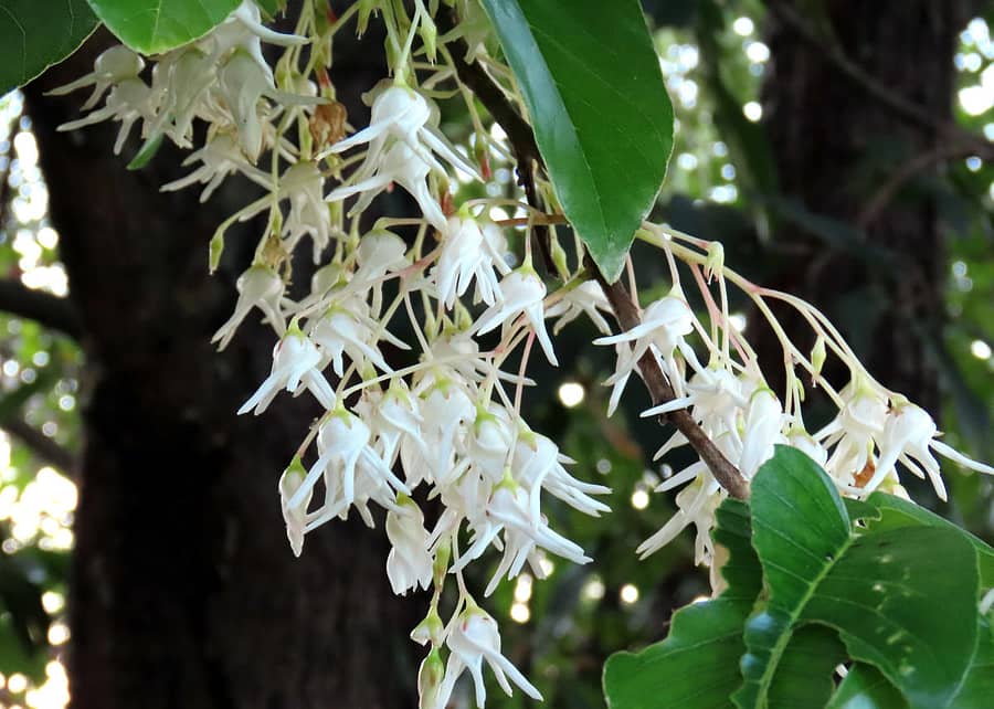 ಜಾಲಾರಿ ಮರಗಳಲ್ಲಿನ ಹೂ ಗೊಂಚಲು ( ಎಡಚಿತ್ರ) ಬೆಟ್ಟದ ತಪ್ಪಲಿನಲ್ಲಿ ಹೂವಿನ ಮರಗಳು