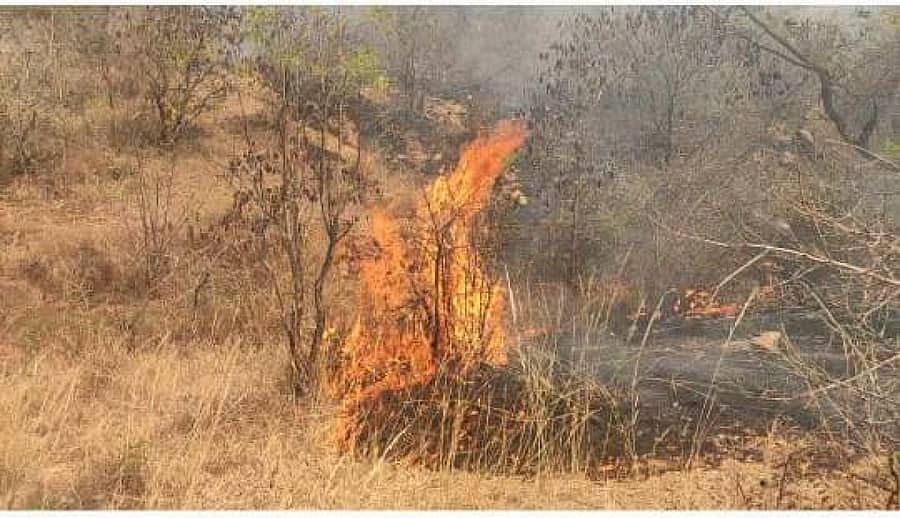 ಕೊಳ್ಳೇಗಾಲ ತಾಲ್ಲೂಕಿನ ಜಾಗೇರಿ ಗ್ರಾಮದ ಬಳಿಯ ರಾಶಿಭೋಳನ ಗುಡ್ಡಕ್ಕೆ ಯಾರೂ ಕಿಡಿಗೇಡಿಗಳು ಬೆಂಕಿ ಹಚ್ಚಿದ್ದರಿಂದ ಉರಿಯುತ್ತಿರುವ ಕುರುಚಲು ಗಿಡಗಳು