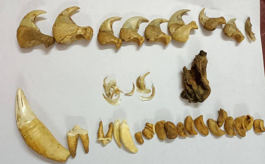 ವಶಪಡಿಸಿಕೊಂಡಿರುವ ಹುಲಿ ಉಗುರುಗಳು, ಹಲ್ಲುಗಳು