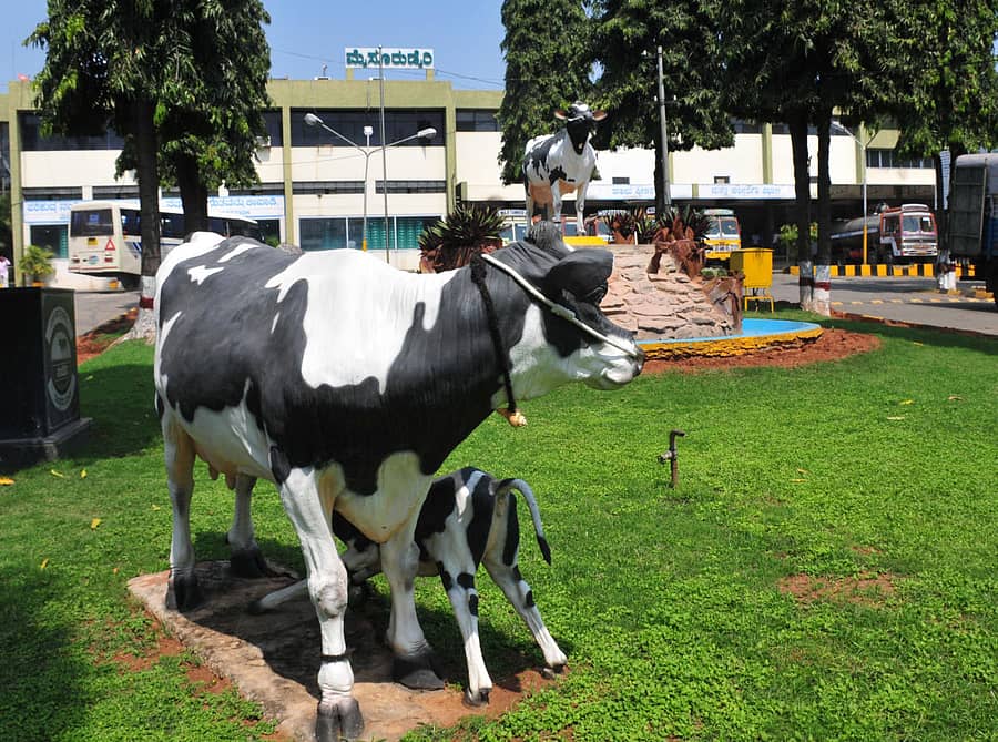 ಮೈಮುಲ್ ಕಚೇರಿ ಆವರಣ